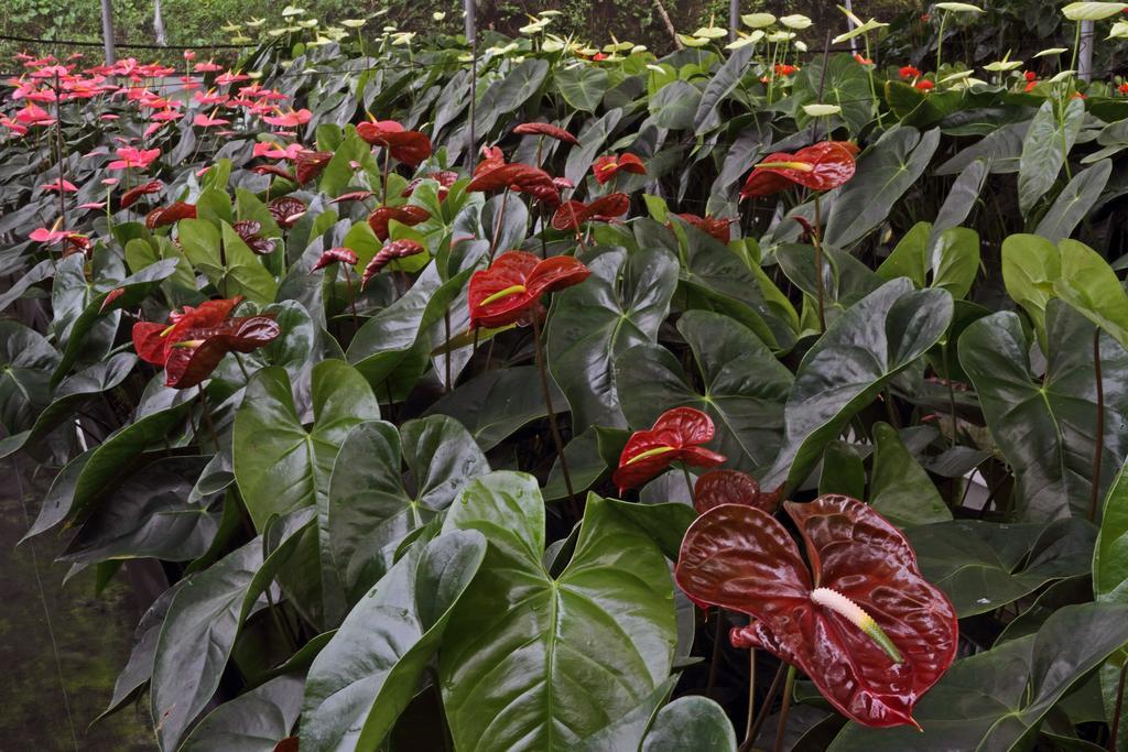 Finca Hamburgo La Ruta del Cafe Tuzantan Esterno foto